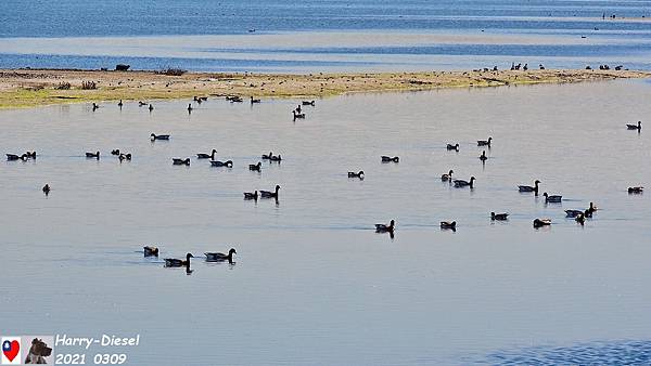 黑雁 brant (1).JPG