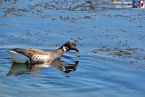 黑雁 brant (2).JPG