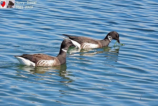 黑雁 brant (4).JPG