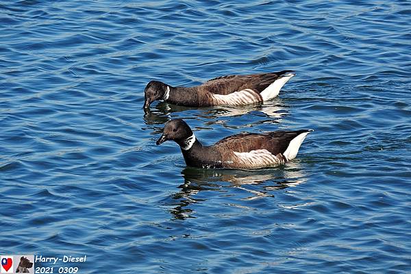 黑雁 brant (5).JPG