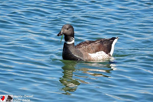 黑雁 brant (7).JPG