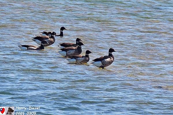 黑雁 brant (12).JPG