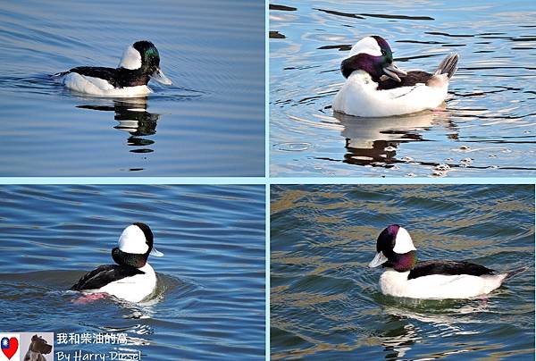 巨頭鵲鴨 白枕鵲鴨 bufflehead (12).JPG