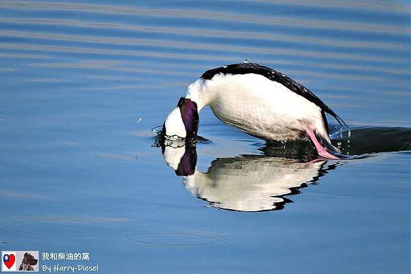 巨頭鵲鴨 白枕鵲鴨 bufflehead (13).JPG