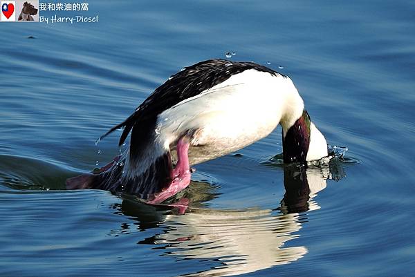 巨頭鵲鴨 白枕鵲鴨 bufflehead (10).JPG