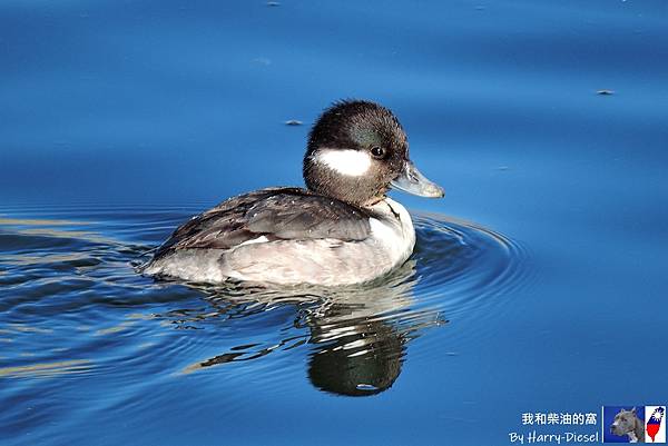 巨頭鵲鴨 白枕鵲鴨 bufflehead (16).JPG