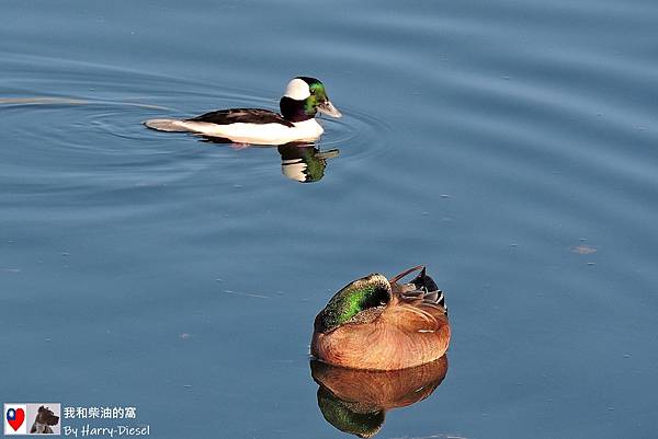 巨頭鵲鴨 白枕鵲鴨 bufflehead (18).JPG