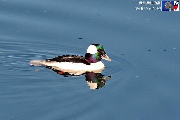 巨頭鵲鴨 白枕鵲鴨 bufflehead (17).JPG