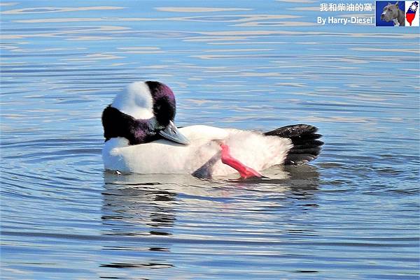 巨頭鵲鴨 白枕鵲鴨 bufflehead (19).JPG