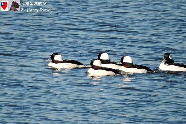 巨頭鵲鴨 白枕鵲鴨 bufflehead (2).JPG