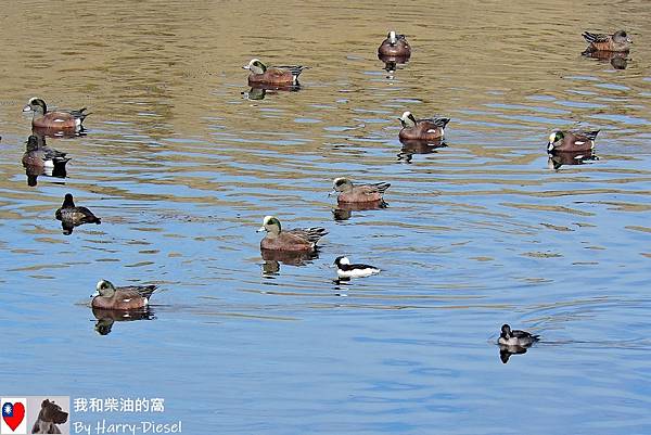 巨頭鵲鴨 白枕鵲鴨 bufflehead (4).JPG