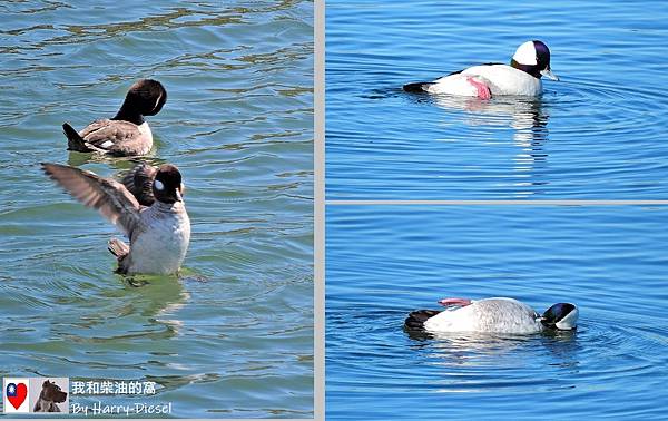 巨頭鵲鴨 白枕鵲鴨 bufflehead (8).JPG