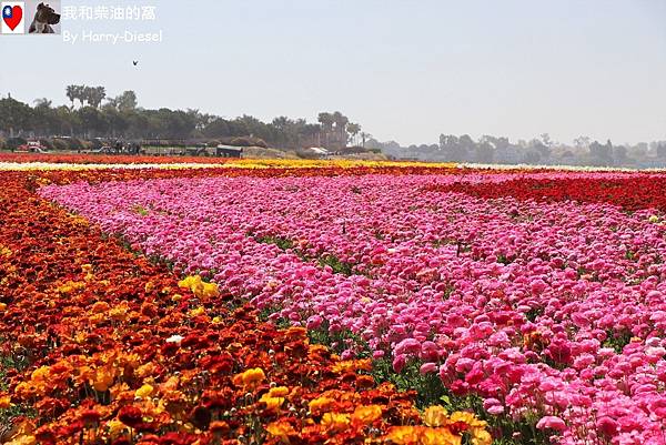 花毛茛 (陸蓮花)  (21).JPG