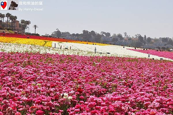 花毛茛 (陸蓮花)  (28).JPG