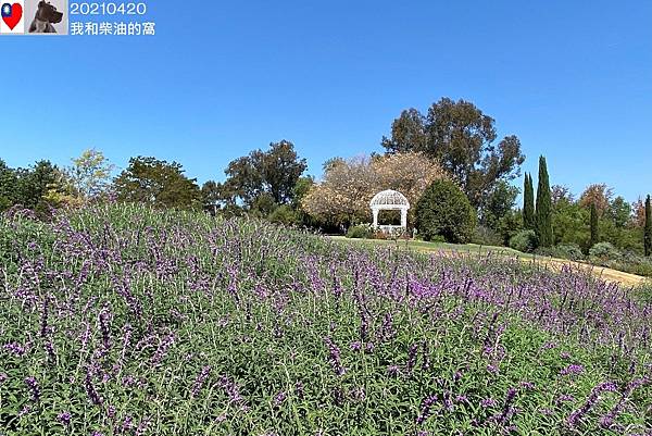 植物園 蝴蝶 20210420 (4).jpg