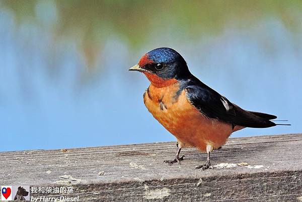 家燕 barn swallow (9).JPG