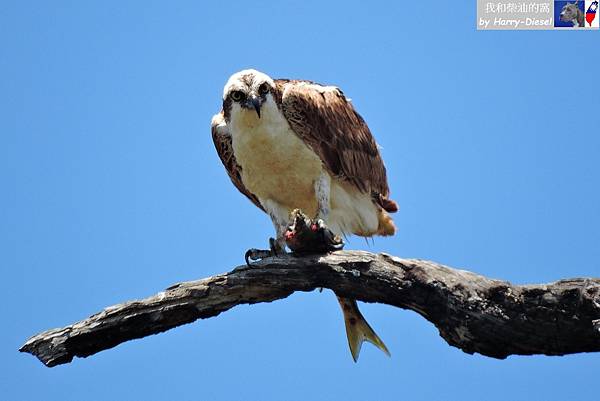 魚鷹 osprey (10).JPG