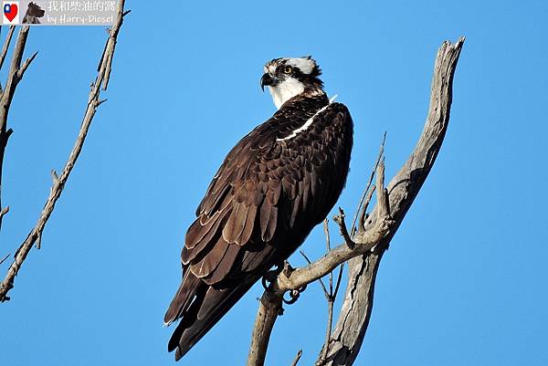 魚鷹 osprey (22).JPG