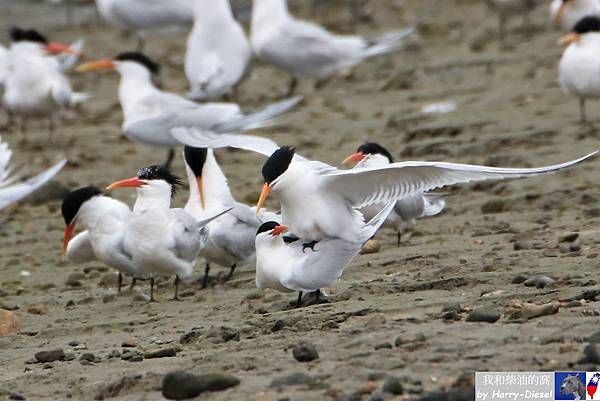 麗色鳳頭燕鷗 elegant tern (10).JPG