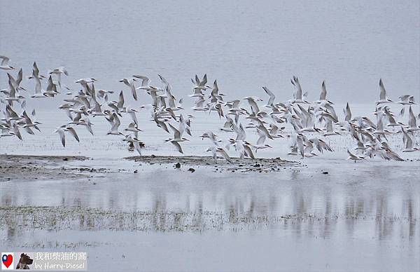 麗色鳳頭燕鷗 elegant tern (16).JPG