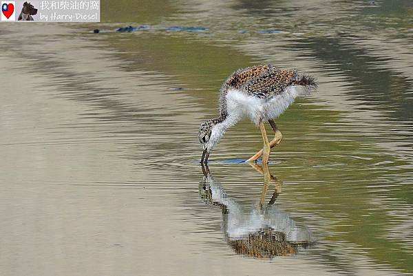 黑頸高蹺鴴black-necked stilt (4).JPG