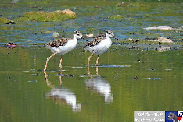 黑頸高蹺鴴black-necked stilt (9).JPG