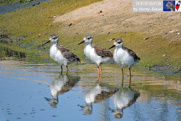 黑頸高蹺鴴black-necked stilt (7).JPG