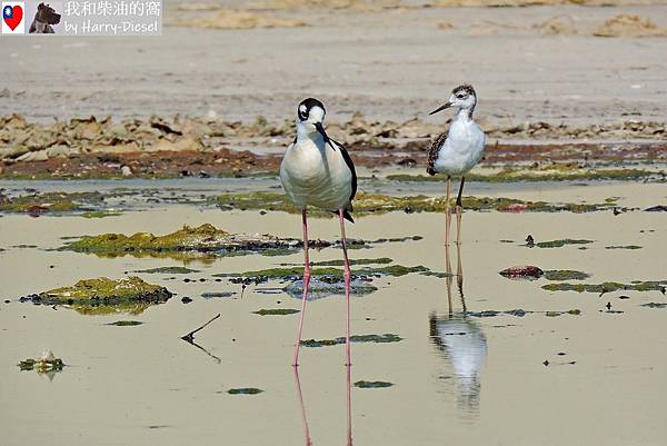 黑頸高蹺鴴black-necked stilt (10).JPG