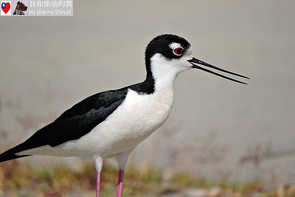 黑頸高蹺鴴black-necked stilt (16).JPG