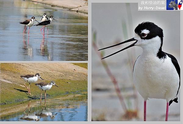 黑頸高蹺鴴black-necked stilt (17).JPG