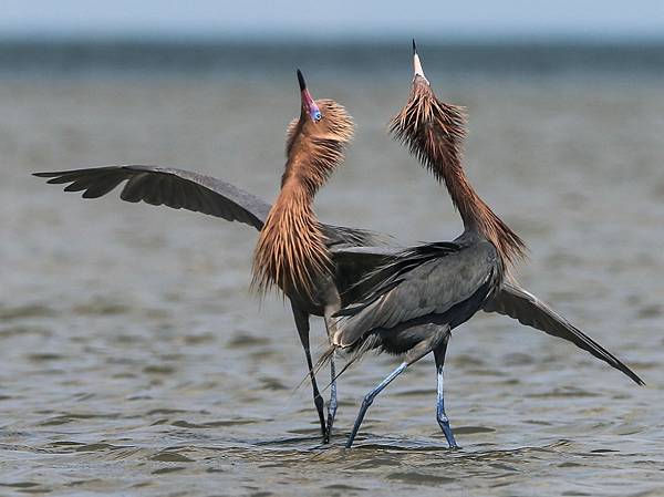 reddish egret 1.jpg