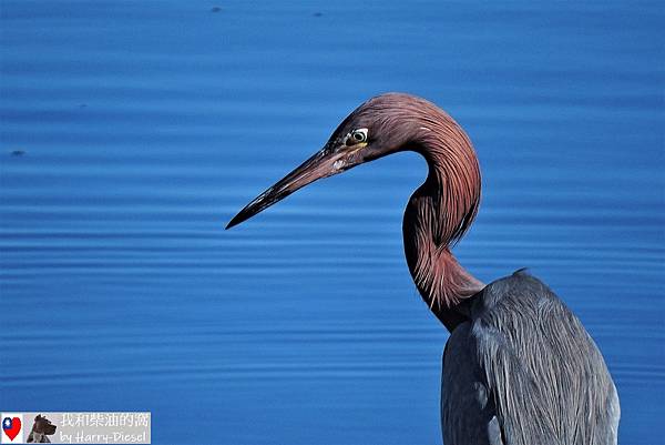 reddish egret 棕頸鷺 (4).JPG