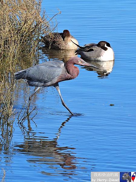 reddish egret 棕頸鷺 (7).JPG