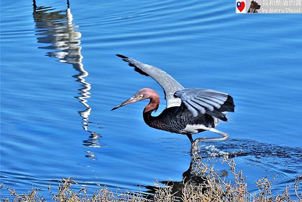 reddish egret 棕頸鷺 (6).JPG