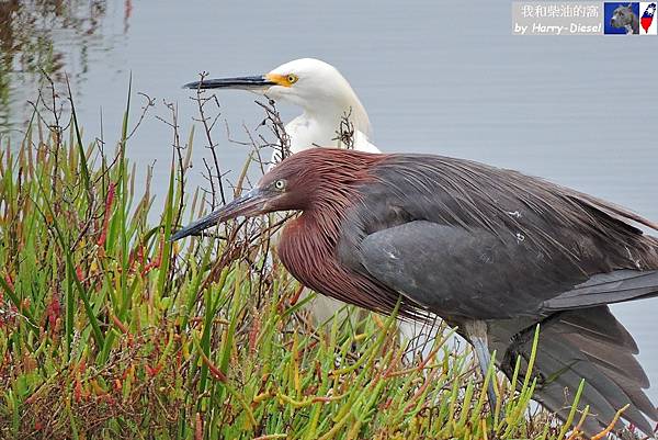 reddish egret 棕頸鷺 (13).JPG