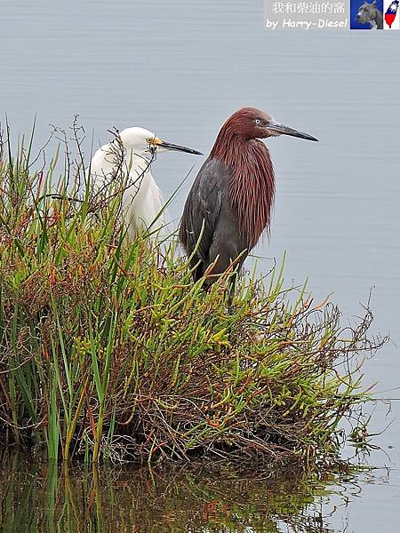 reddish egret 棕頸鷺 (14).JPG