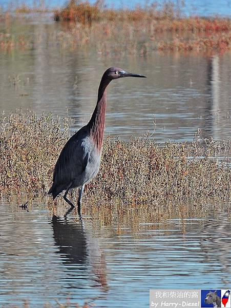 reddish egret 棕頸鷺 (2).JPG