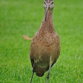 長嘴杓鷸 long-billed curlew (6).JPG