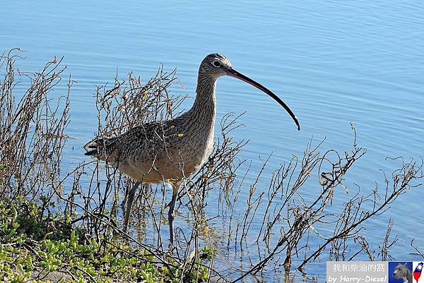 長嘴杓鷸 long-billed curlew (7).JPG