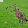 長嘴杓鷸 long-billed curlew (3).JPG