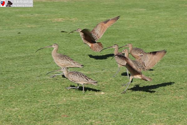 長嘴杓鷸 long-billed curlew (10).JPG