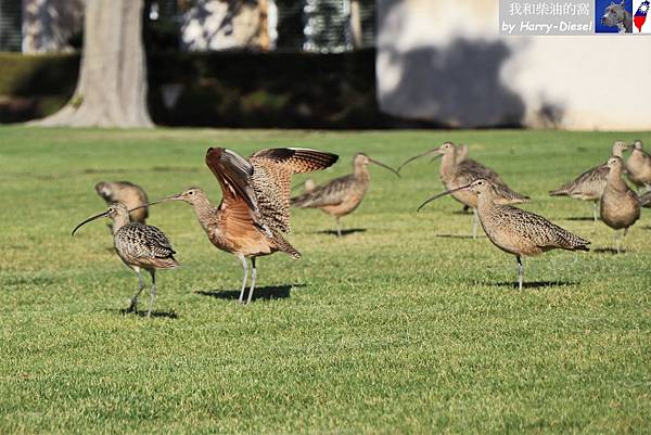 長嘴杓鷸 long-billed curlew (9).JPG