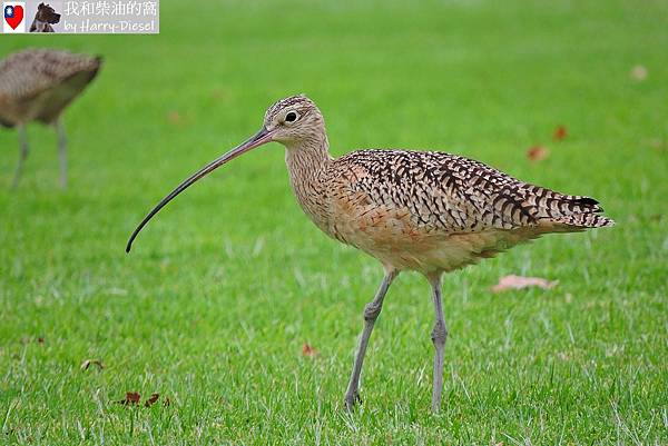 長嘴杓鷸 long-billed curlew (4).JPG