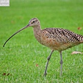 長嘴杓鷸 long-billed curlew (4).JPG