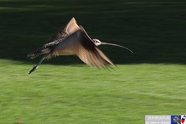 長嘴杓鷸 long-billed curlew (15).JPG