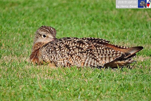 長嘴杓鷸 long-billed curlew (17).JPG