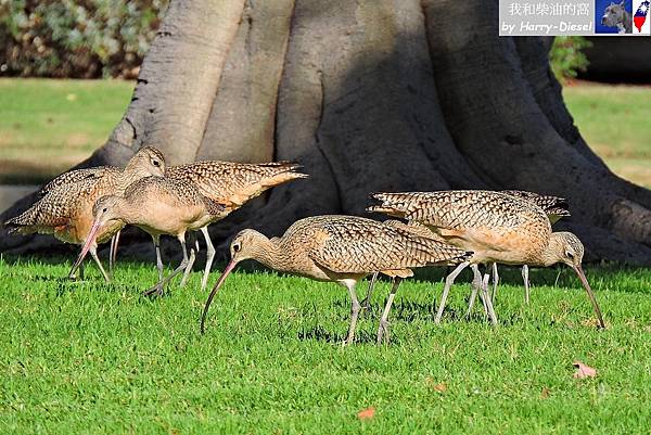 長嘴杓鷸 long-billed curlew (13).JPG