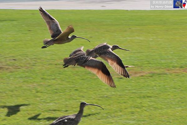 長嘴杓鷸 long-billed curlew (2).JPG