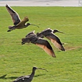 長嘴杓鷸 long-billed curlew (2).JPG