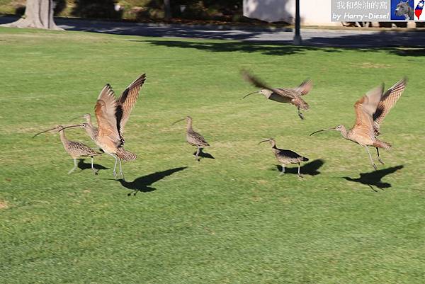 長嘴杓鷸 long-billed curlew (14).JPG